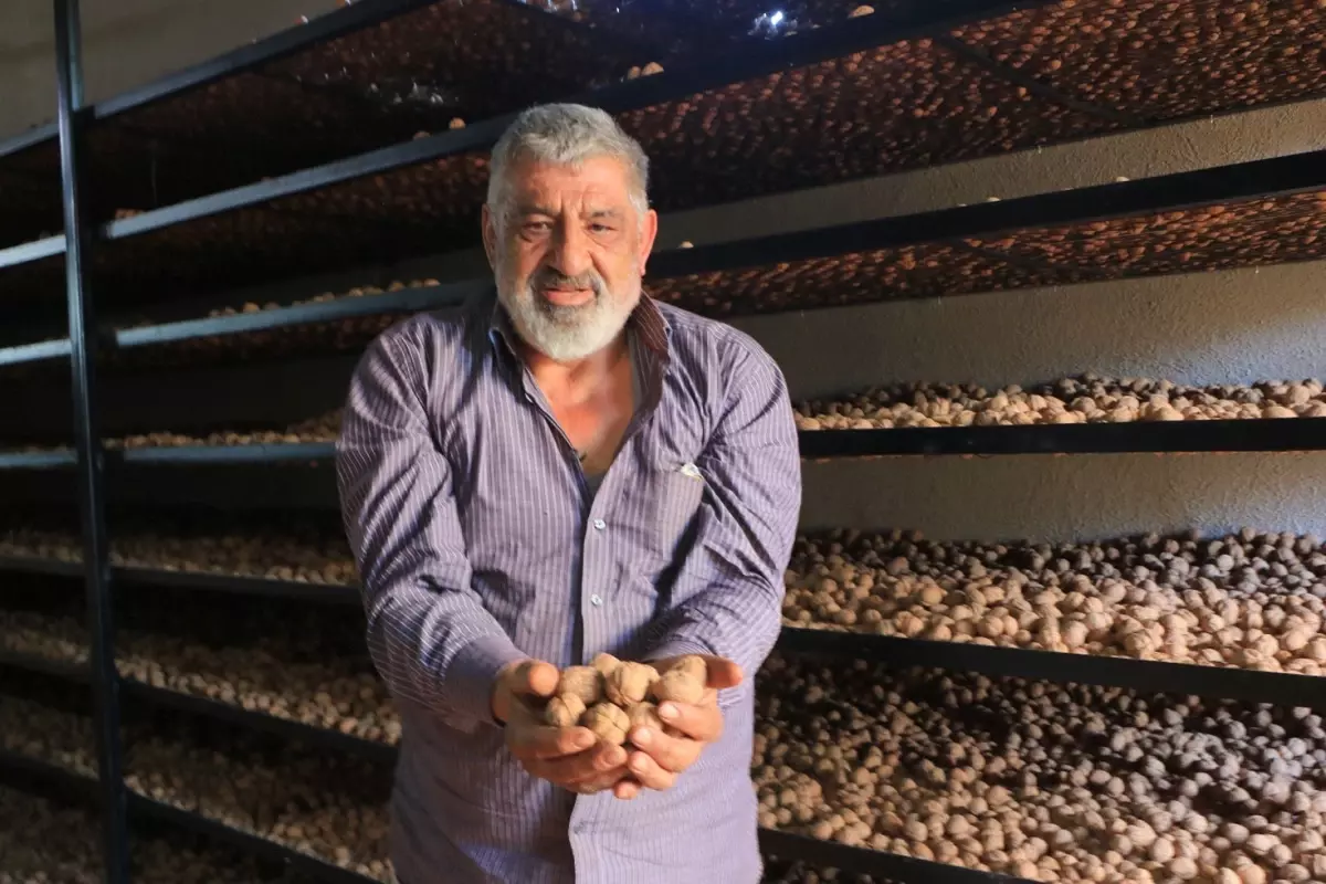 Avrupa’daki kazancını katladı! Memleketine dönen gurbetçi parayı tarlasında buldu