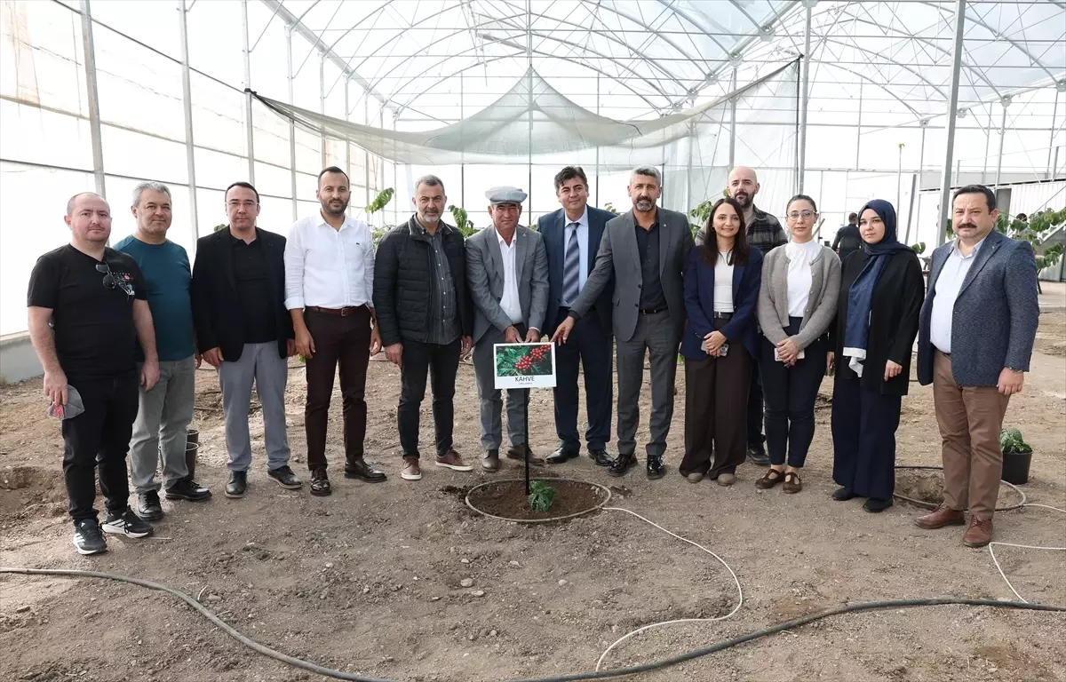 Kumluca\'da Kahve Deneme Çalışması Başladı