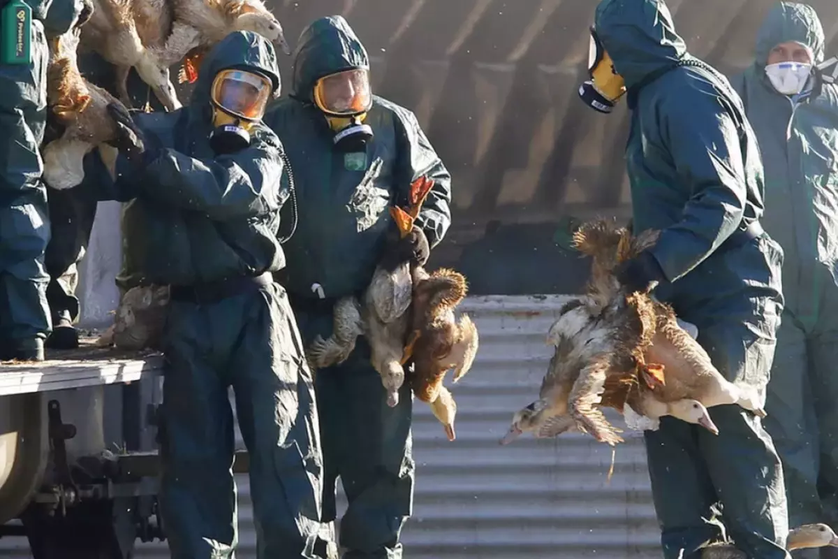 \'\'H5N5\'\' kuş gribinin bulaştığı ilk insan öldü