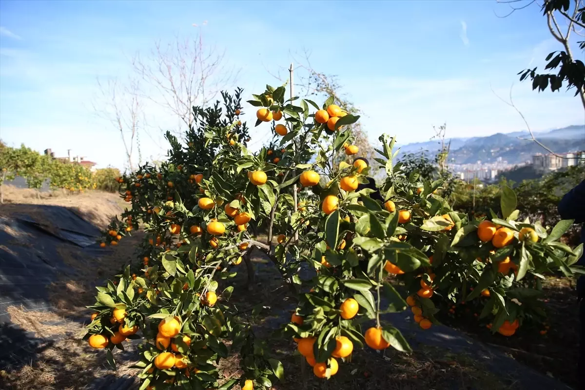 Rize\'de "Haydi Hep Birlikte Mandalina Hasadına" etkinliği düzenlendi