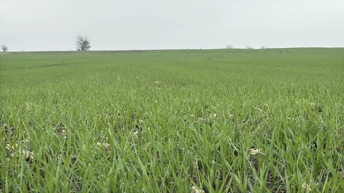Trakya\'da Buğday Ekimleri Hızlandı