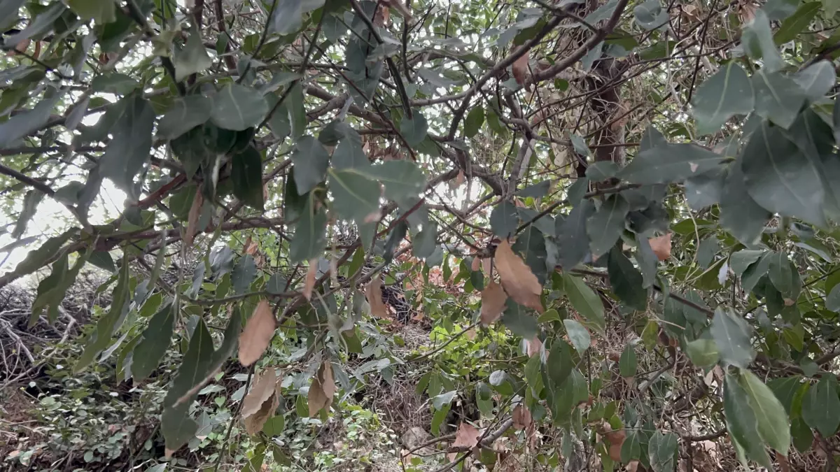 Defne Yağına Talep Patladı