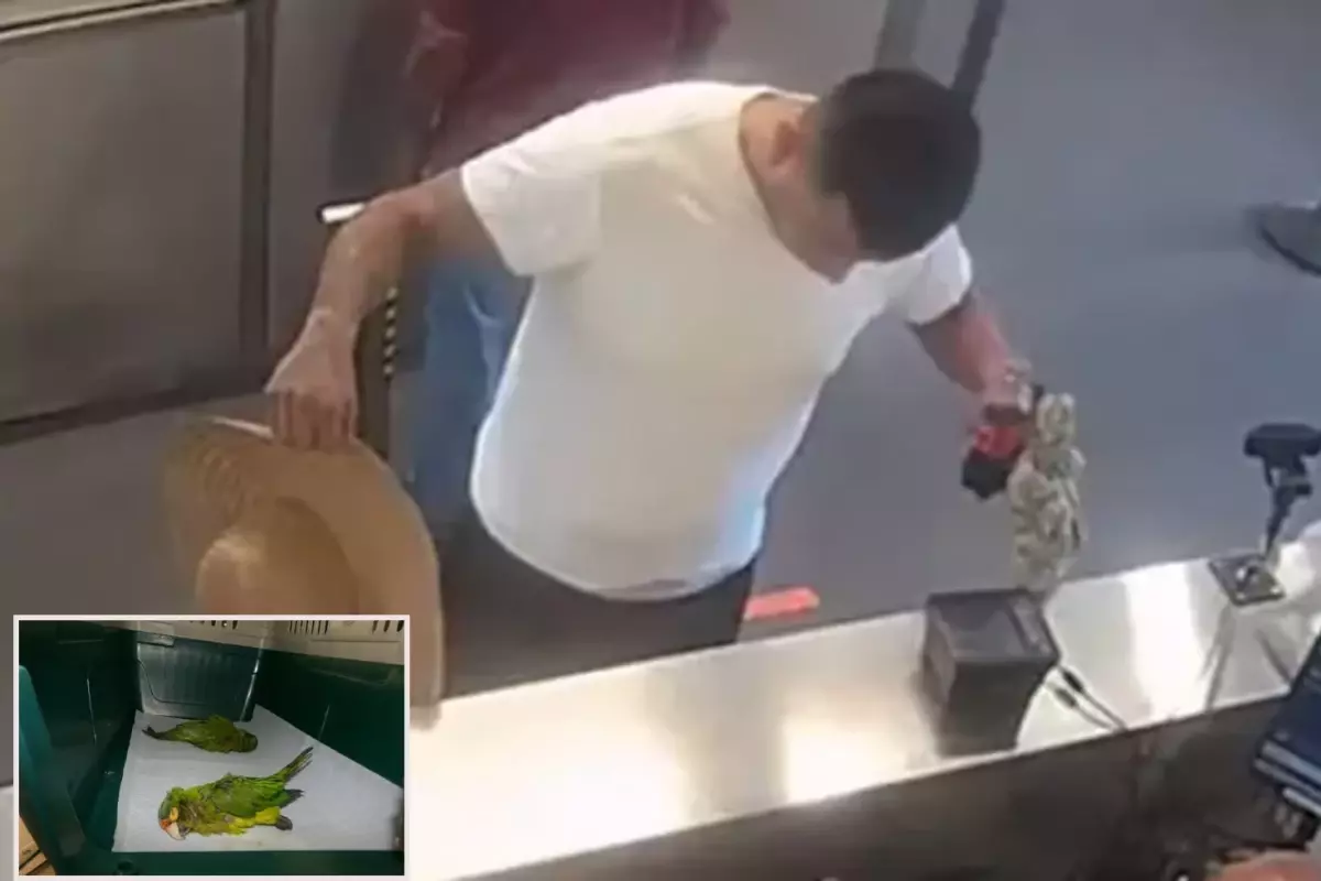 İç çamaşırında kaçak papağanlarla sınırı geçmeye çalıştı