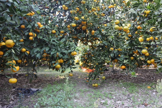 Marketlerde 30 TL'ye satılıyor! Fiyatı 2 TL'ye düşünce tonlarcasını ücretsiz dağıttılar