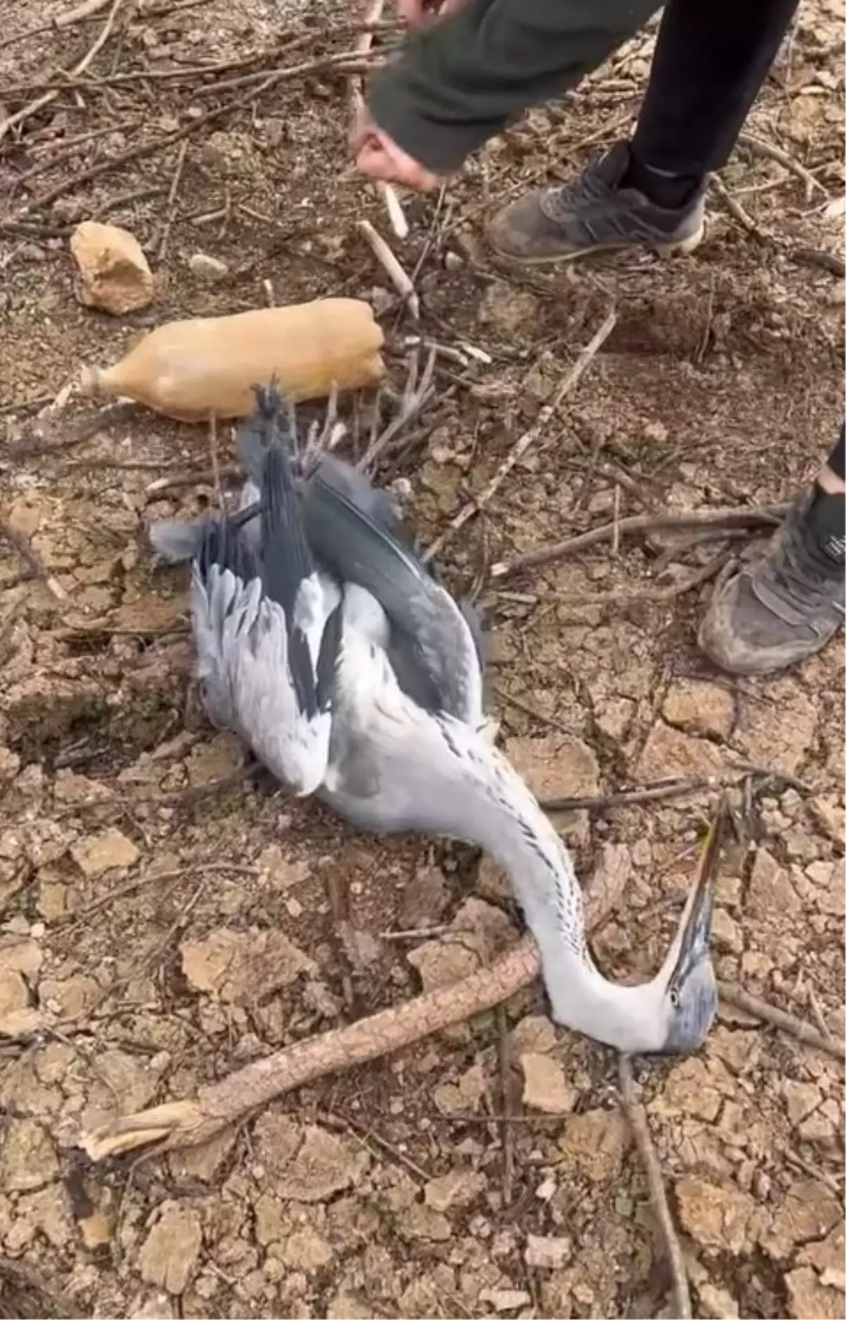 Mavi Balıkçıl Kuş Kurtarıldı