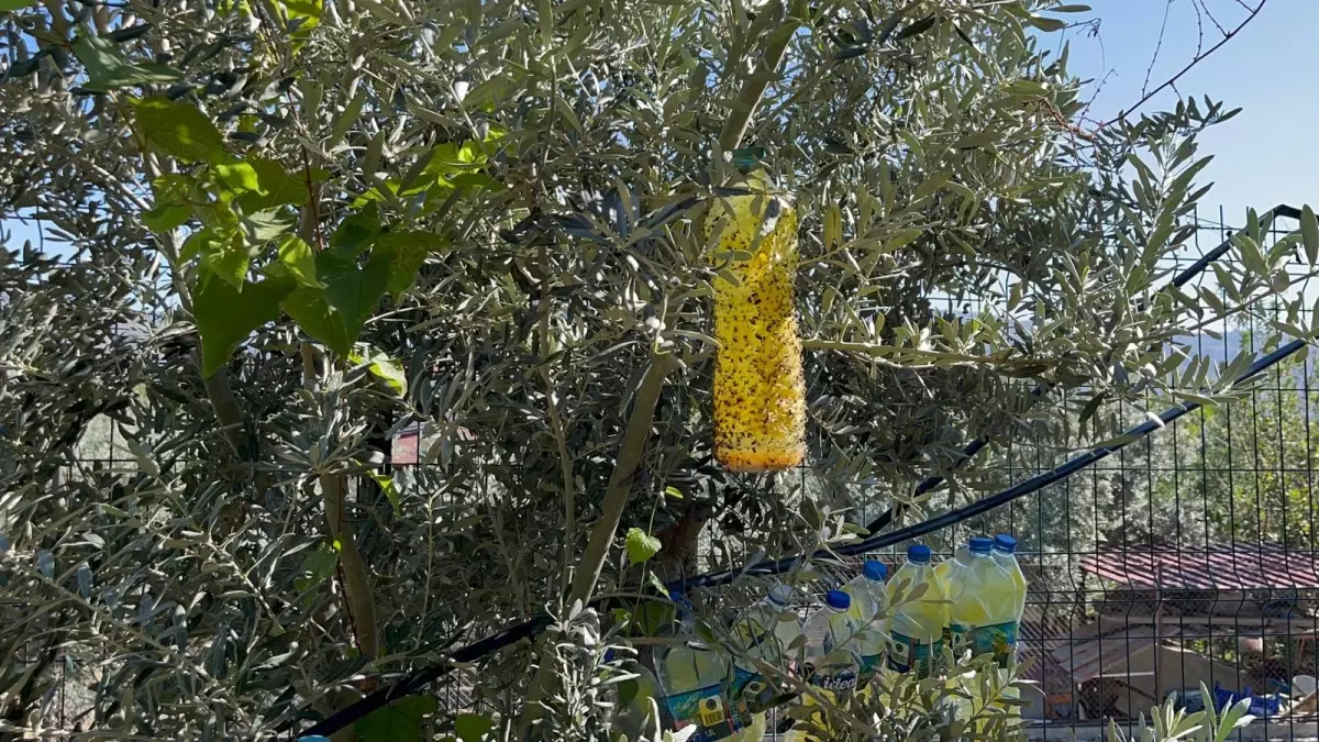 Öğrencilerden Doğal Sinek Tuzağı Projesi