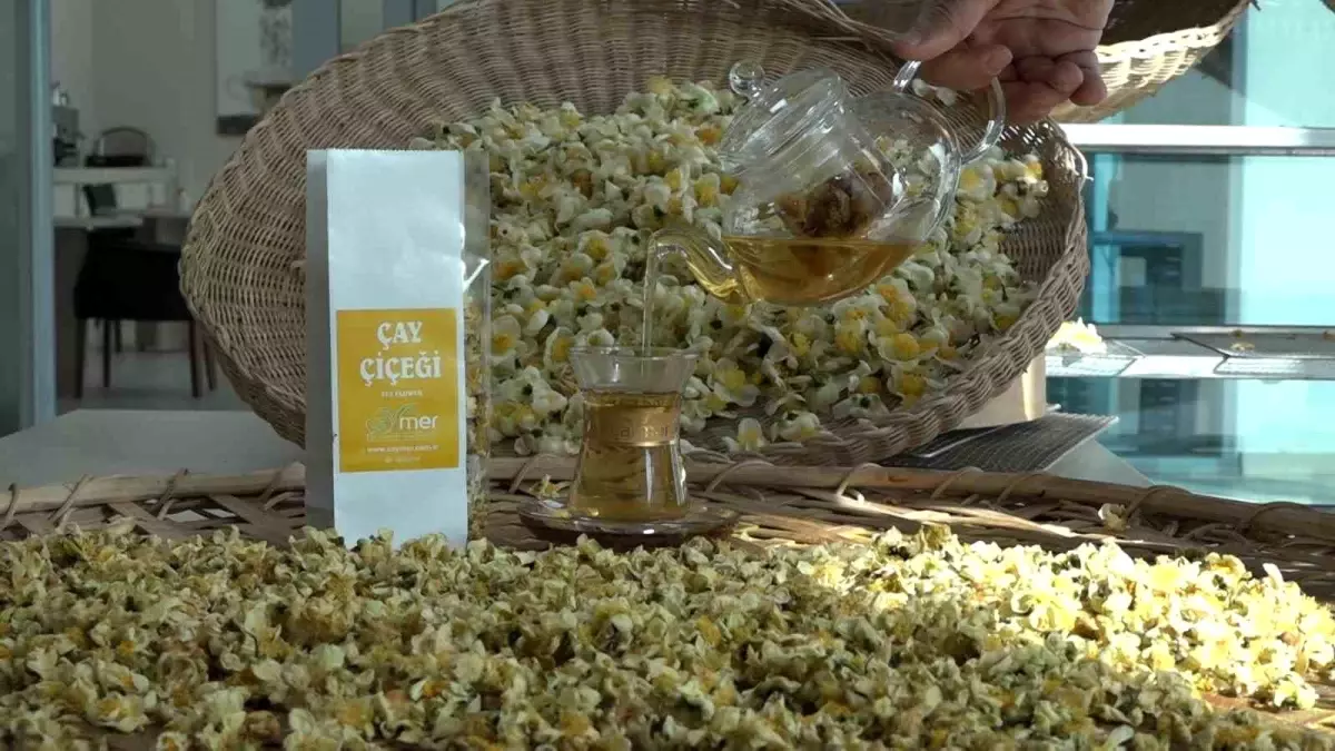 Çay Çiçeği Çayı: Doğu Karadeniz\'in Yeni Geliri