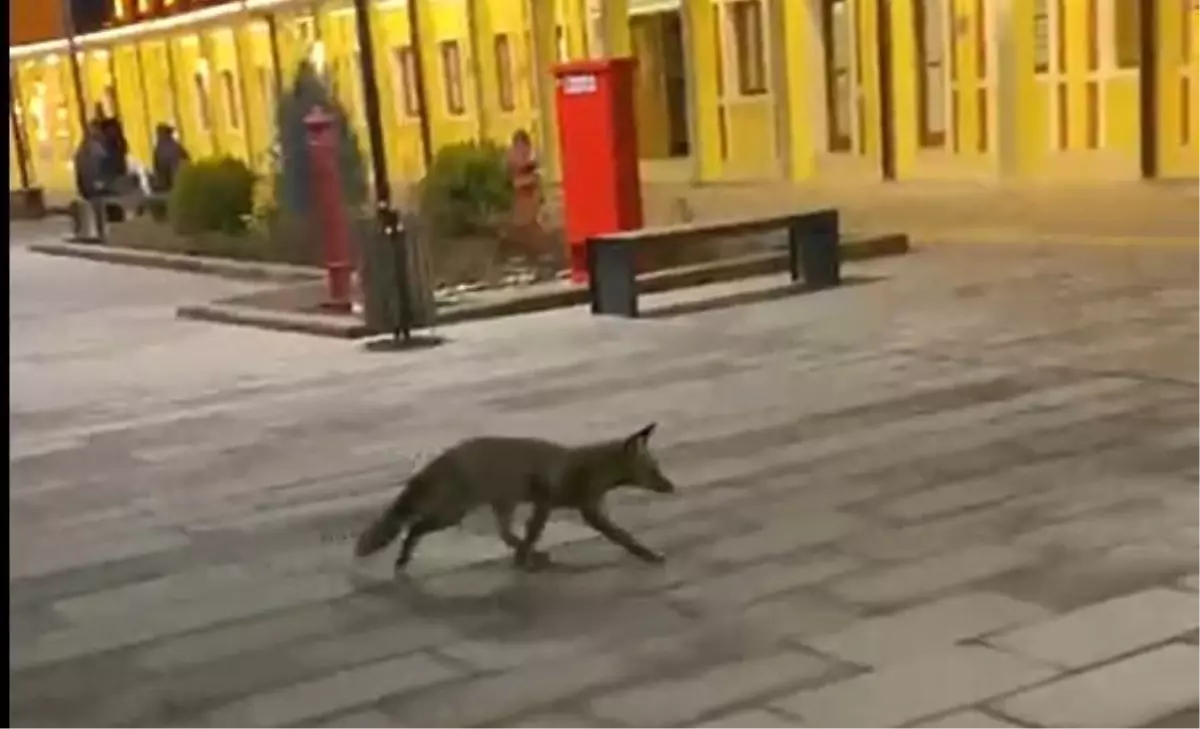 Eskişehir Tren Garı\'nda Tilki Şaşırttı
