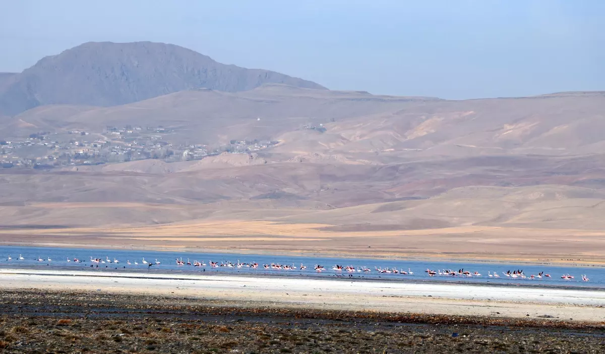 Flamingolar Van Gölü\'nden Ayrılmıyor