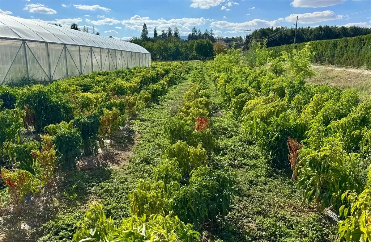 Kırşehir Cezaevi\'nden Tarım ve Hayvancılık Üretimi