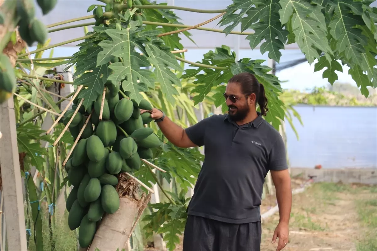 Ejder Meyvesi Sorunu Arılarla Çözüldü