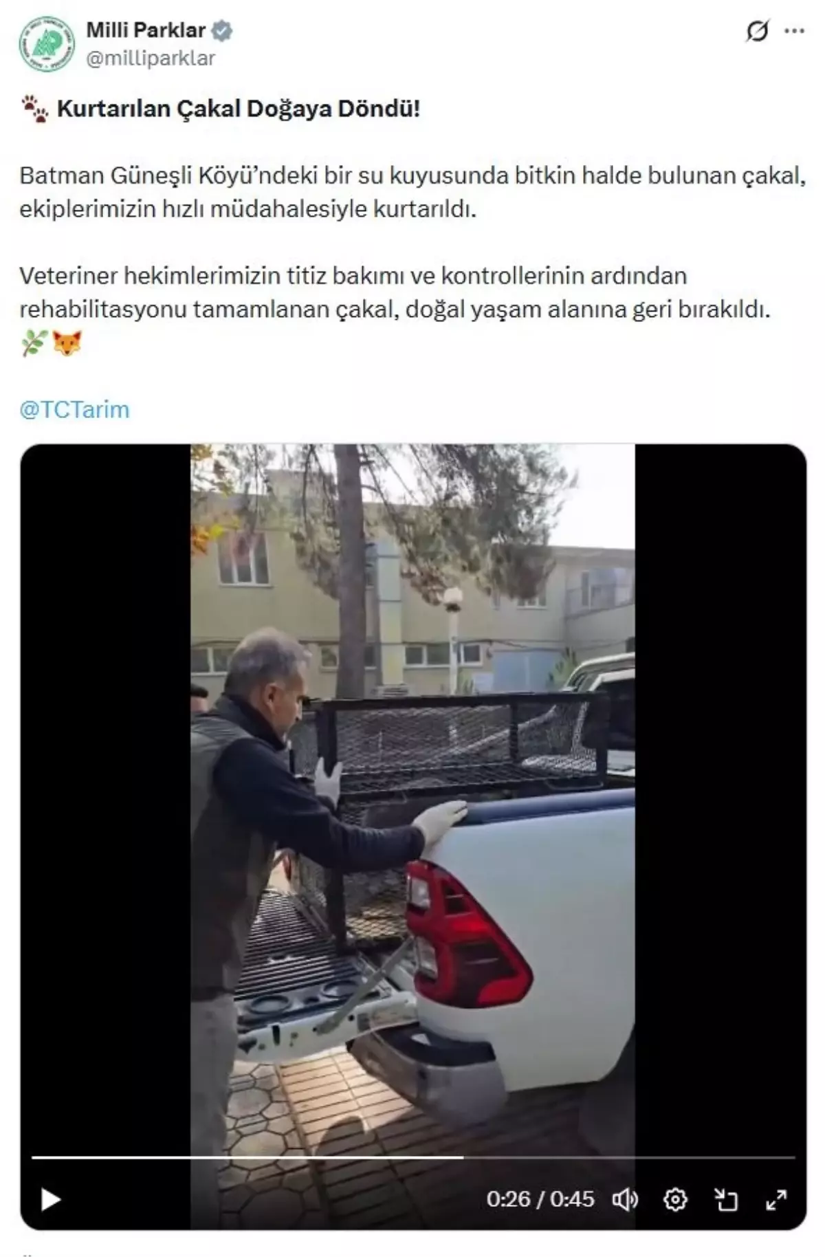 Bitkin Çakal Doğaya Salındı