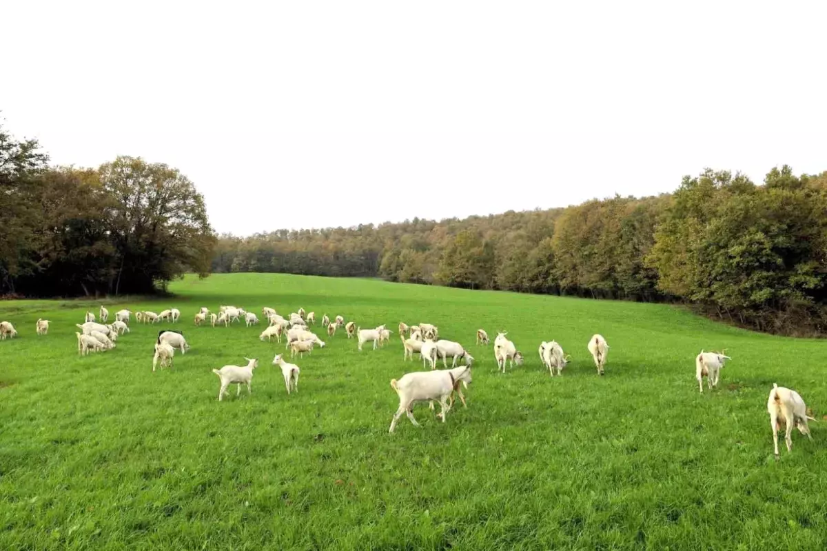 Kocaeli\'de Hibeli Süt Otu Tohumu Üreticiyi Sevindiriyor