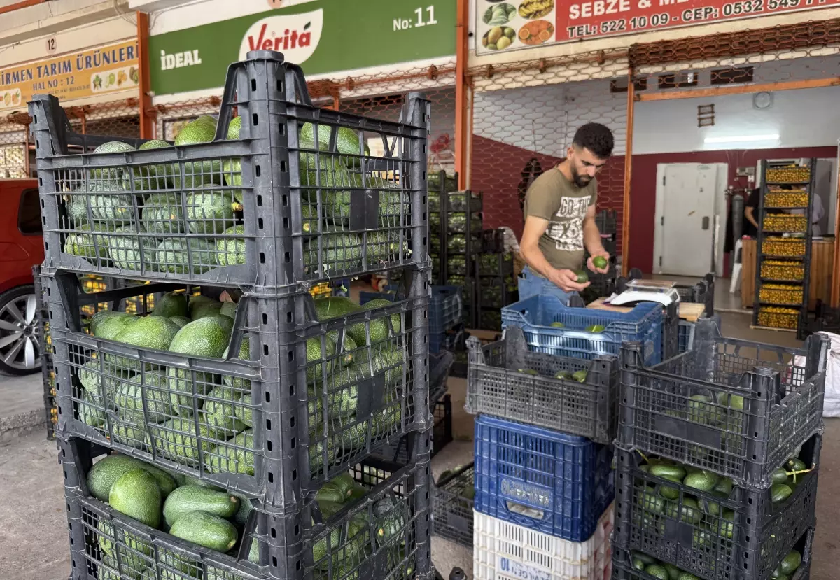 Avokado Rekoltesi 150 Milyon Adet