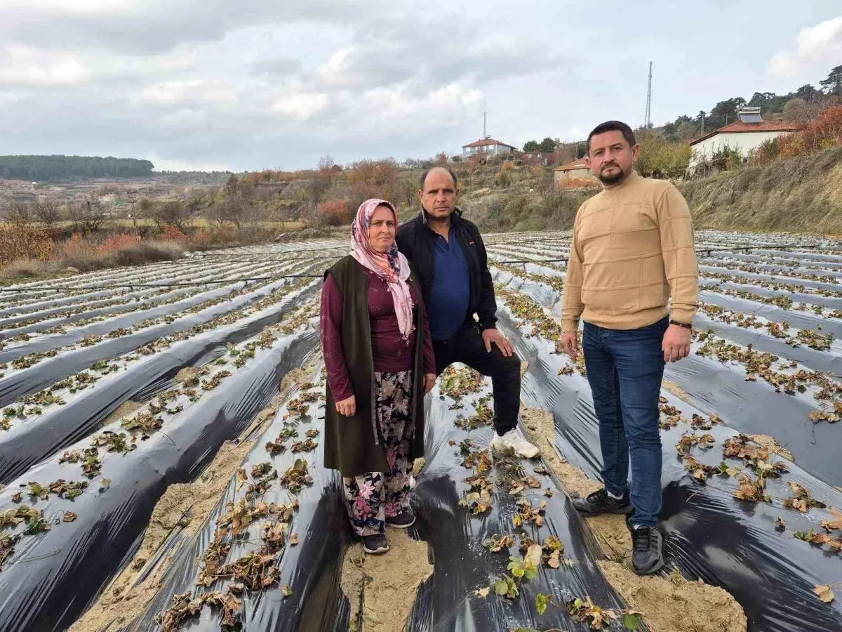 Buldan\'da Hummalı Çilek Üretimi