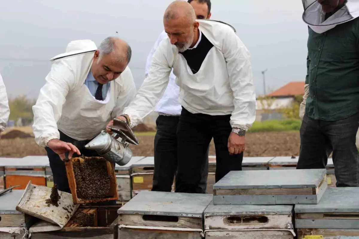 Elazığ\'da Geven Balı Üretimi İncelendi