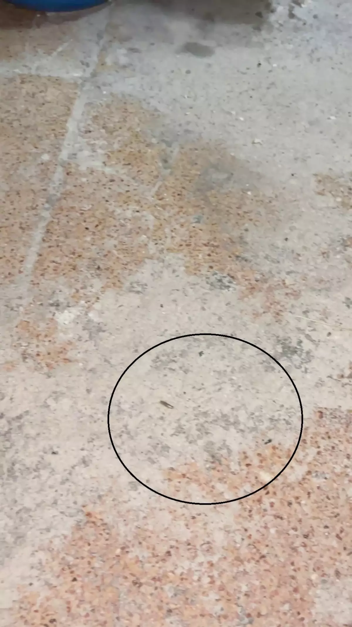 Fırın denetiminde mide bulandıran görüntüler, zabıta böcek çeşitlerini saymakla bitiremedi