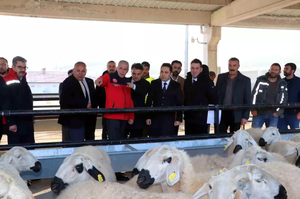 Yıldızeli\'nde Koyun ve Koç Dağıtıldı