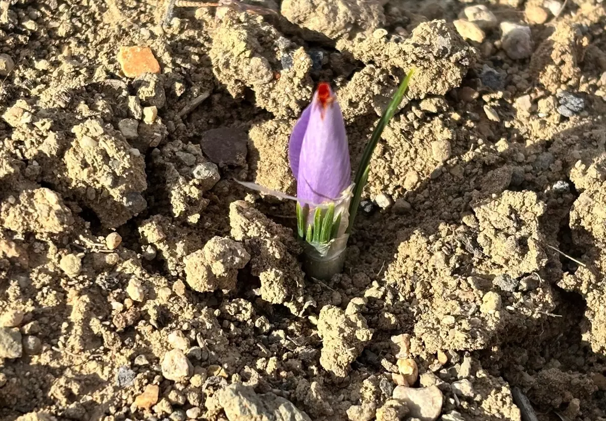 Kırşehir\'de Safran Yetiştiriciliği Denemesi