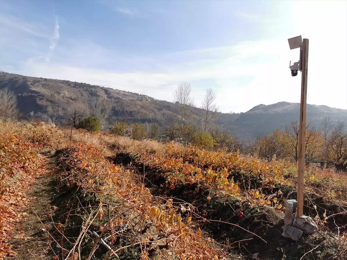 Erzincan\'da Ayıların Üzüm Bağlarına Saldırısı