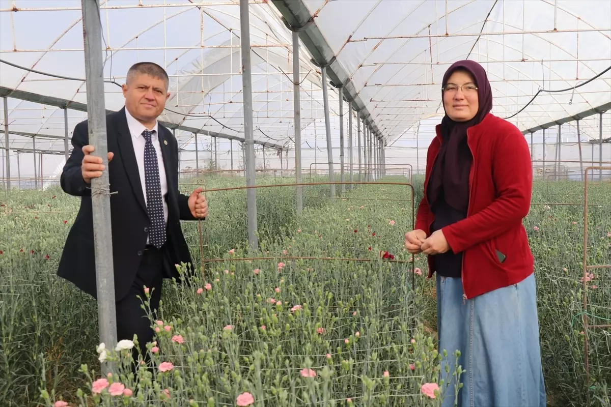 Isparta\'da Karanfil Üretimi Başladı