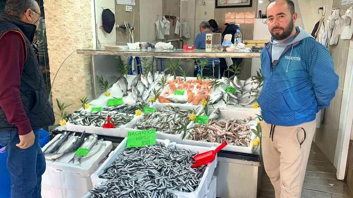 Düzce\'de Hamsi Bolluğu, Palamut Yok