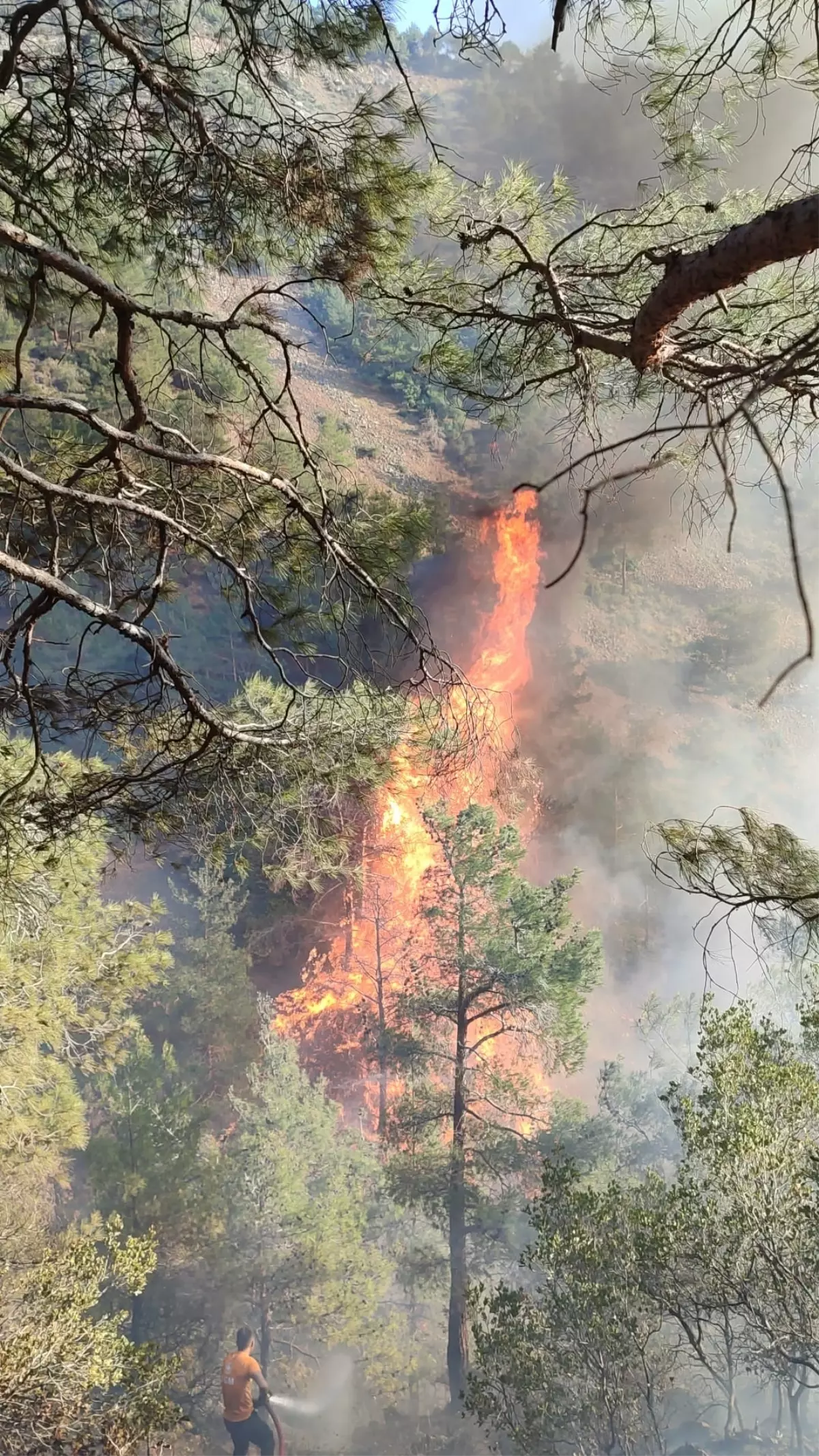 Belen\'de Orman Yangını