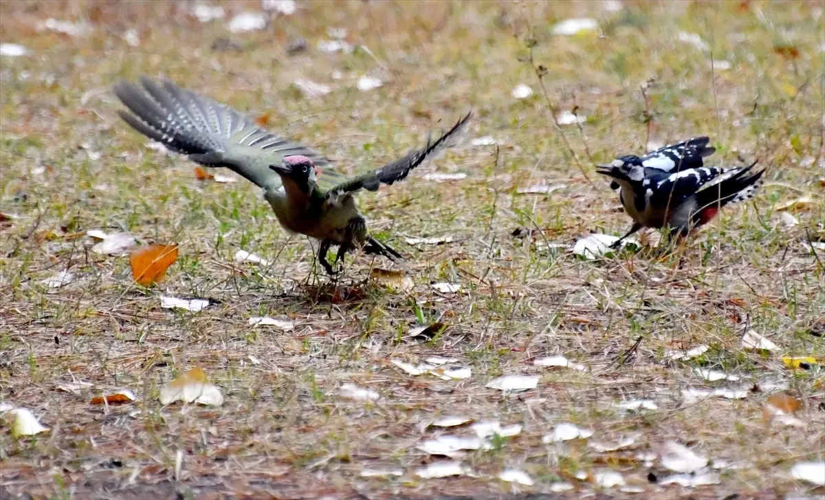 Sarıkamış\'ta Yaban Hayat Şöleni