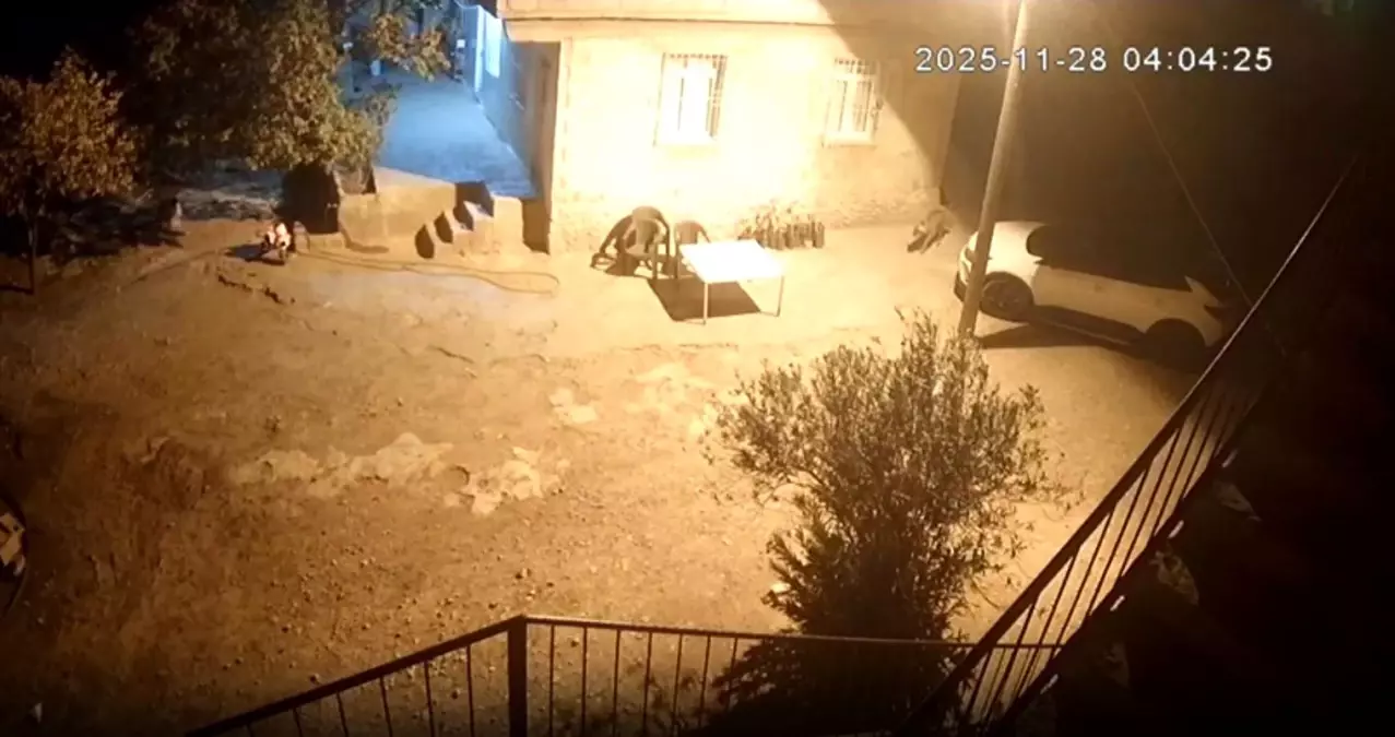 Sırtlanlar Tavuk Kümesini Soydu