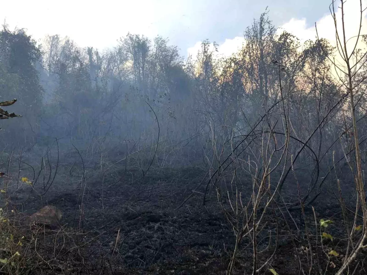 Artvin\'de Ziraat Alanındaki Yangın Ormana Sıçradı