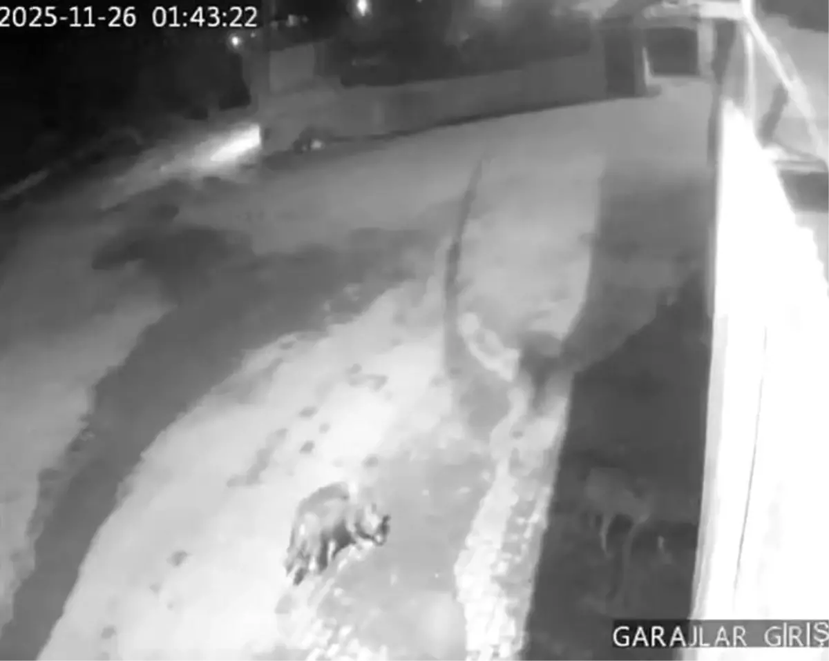 Kurtlar Karahasan Köyü\'nde Paniğe Neden Oldu