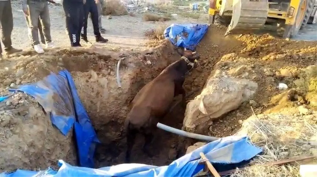 Kırıkhan\'da Çukura Düşen Büyükbaş Hayvan İtfaiye Ekipleri Tarafından Kurtarıldı