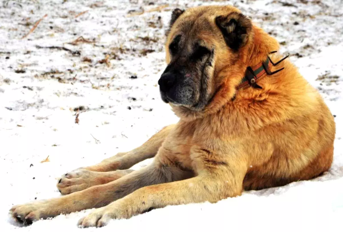 Erzurum\'un Çoban Köpekleri 1938\'de ABD\'ye Gönderildi