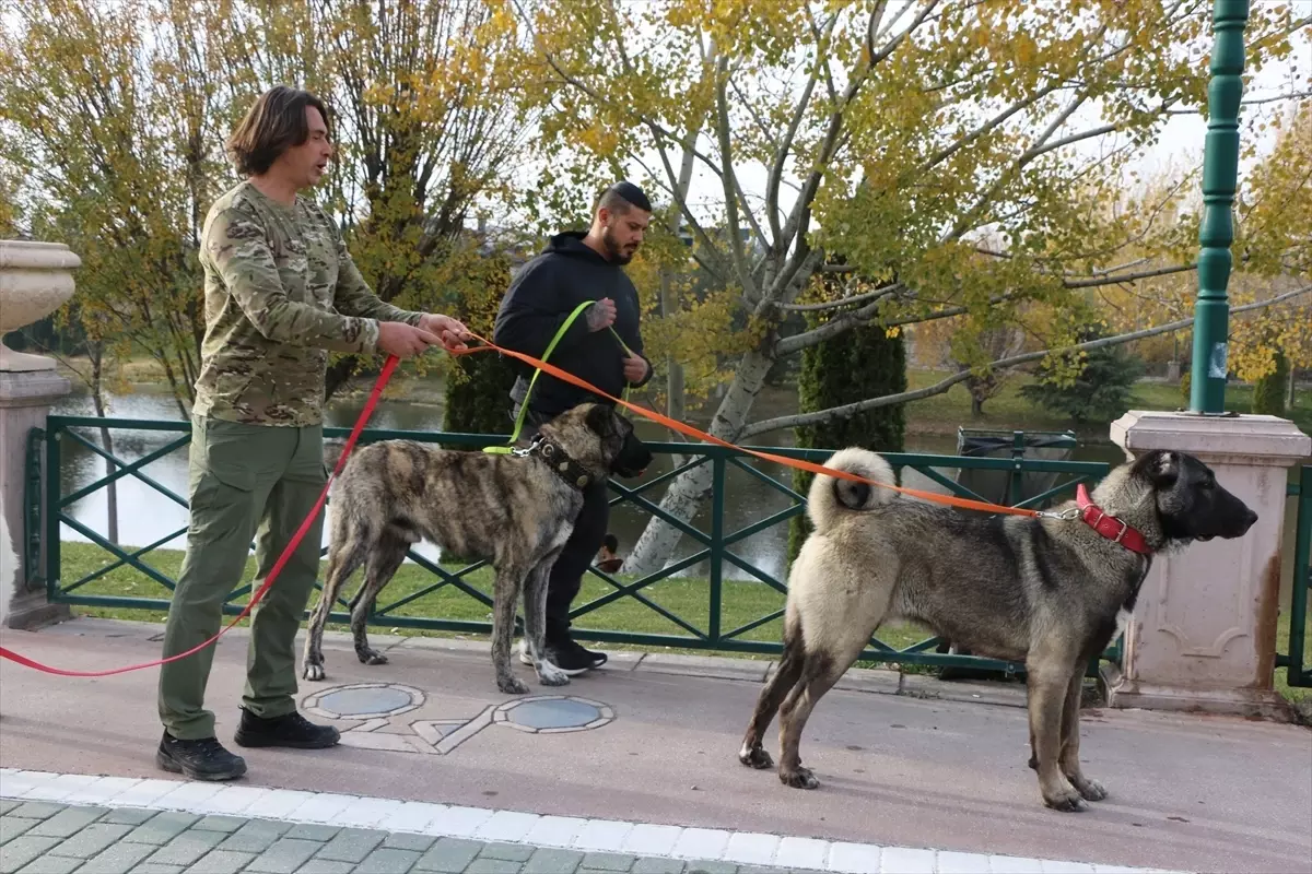 Çoban Köpekleri Avustralyalı Talebe