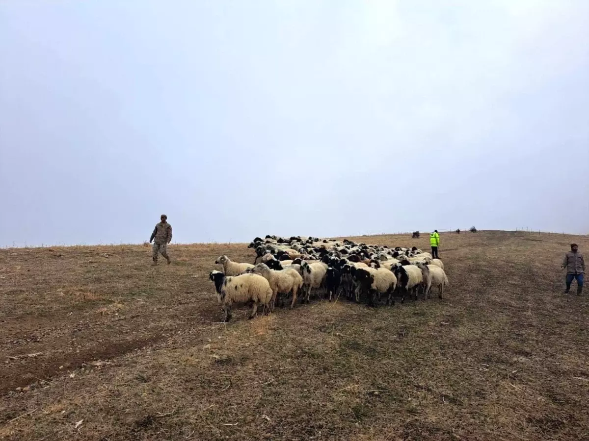 Kaybolan 200 Küçükbaş Hayvan Bulundu