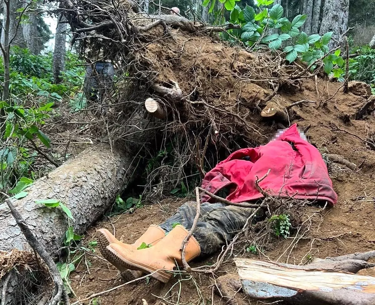 Ağaç Devrildi, İşçi Hayatını Kaybetti