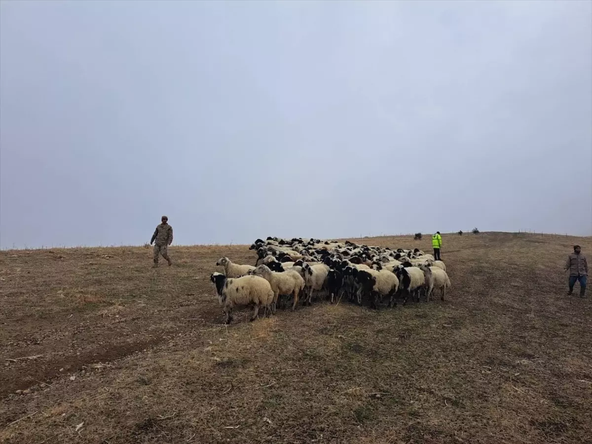 Muş\'ta 200 Küçükbaş Hayvan Bulundu