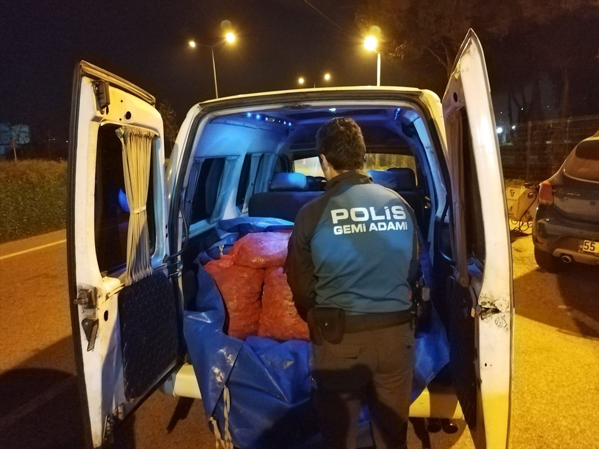 Samsun\'da 200 kg Kaçak Midye Ele Geçirildi