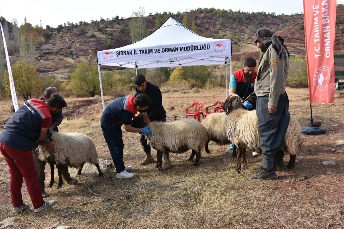 Şırnak\'ta 342 Bin Hayvana Sağlık Kontrolü
