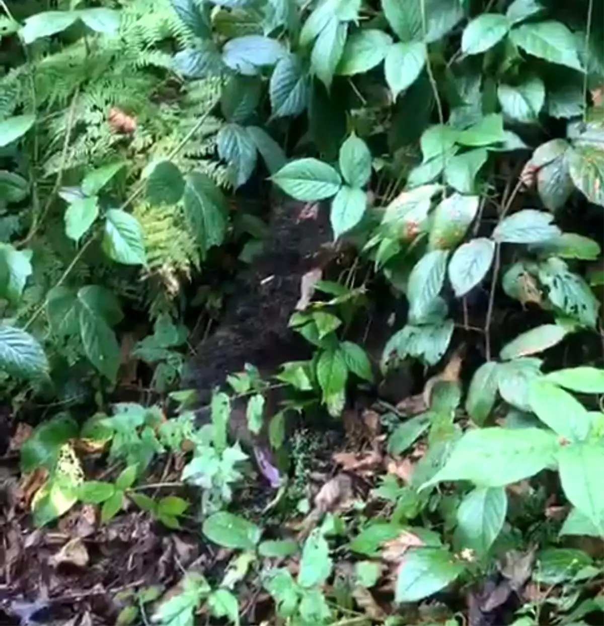 Yavru Ayı Kurtarıldı