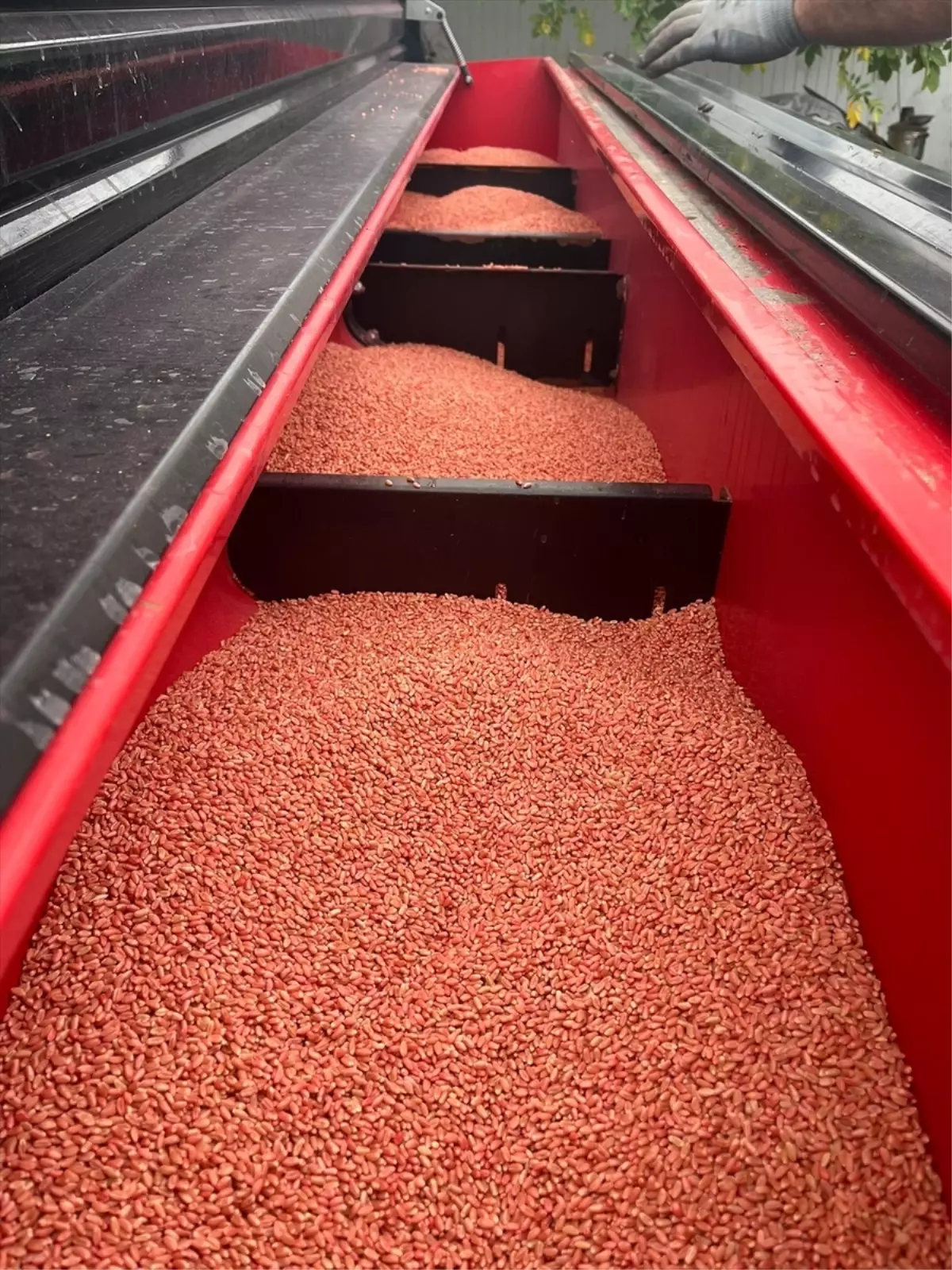 Altın Daneler Projesi Sürüyor