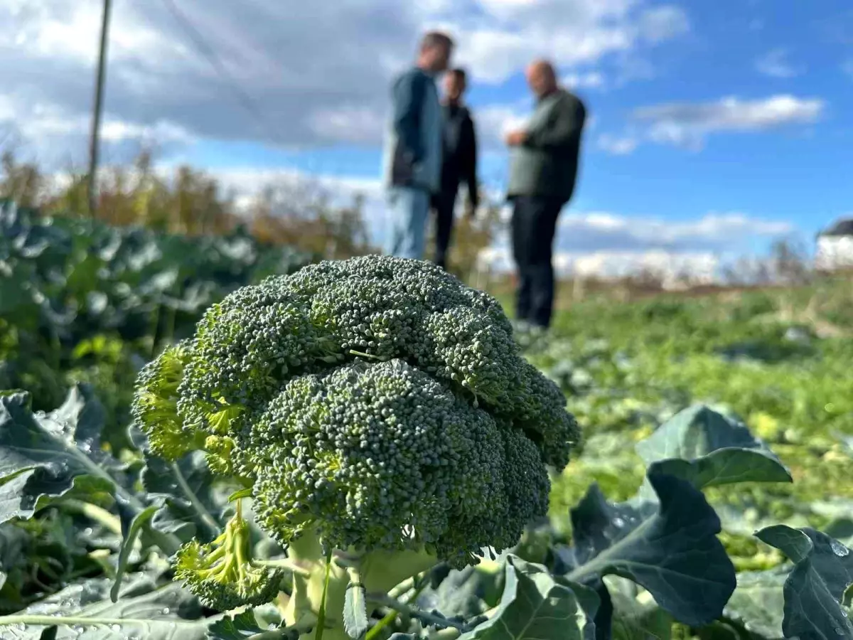 Vatandaş dertli! Tarlada 10 liraya satılan brokoli kent merkezinde 70 lira