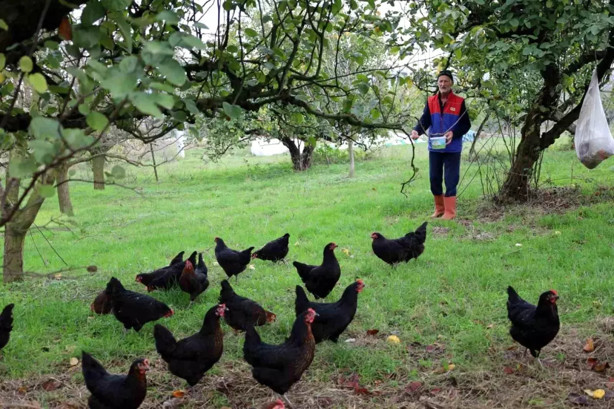 Kocaeli\'de Doğal Salma Yumurta Tavukçuluğu Projesi Devam Ediyor