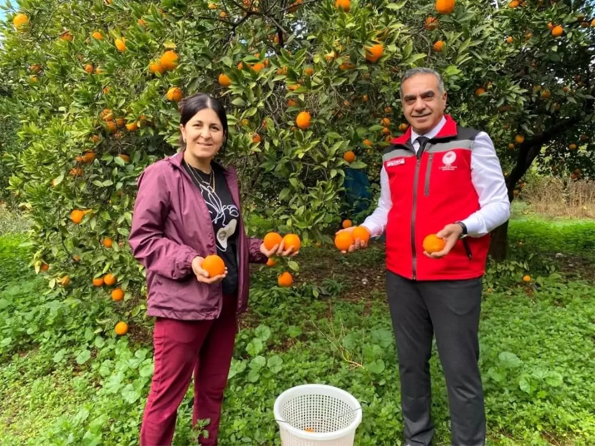 Kuyucak\'ta Portakal Hasadı ve EKÜY Belgeleri