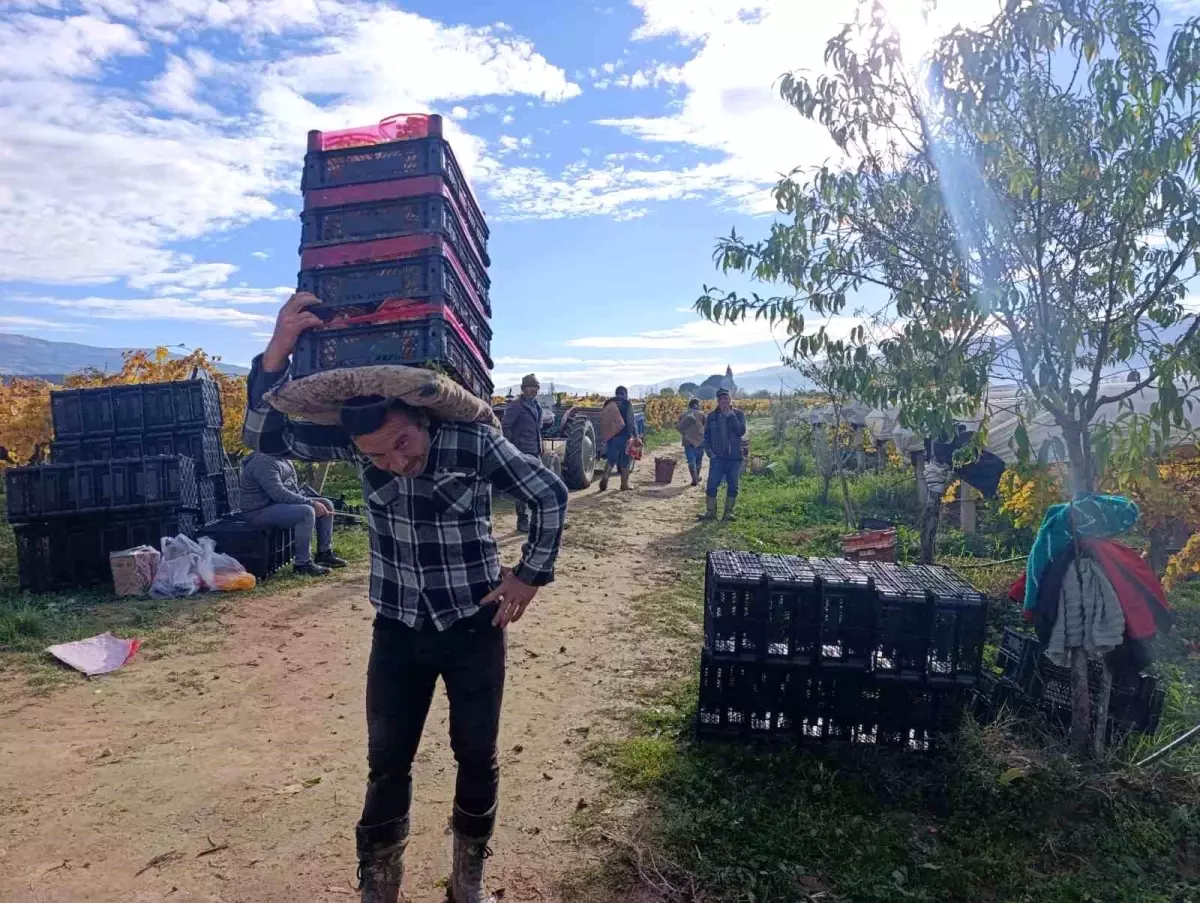 Sarıgöl\'de Üzüm Hasadı Devam Ediyor