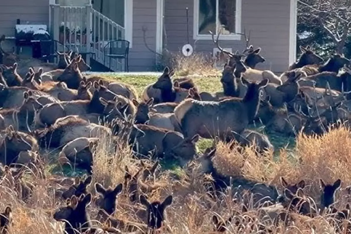 ABD\'de geyik alarmı verildi; dev sürü bahçeleri istila etti