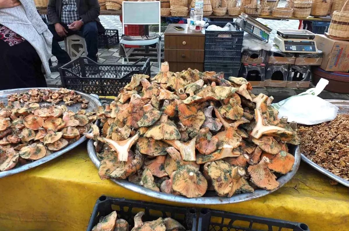 Burhaniye\'de Mantar Bereketi