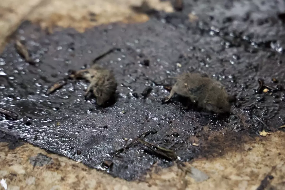 Kilis\'te mide bulandıran hijyen skandalı: Merdiven altı üretimde fareler bulundu