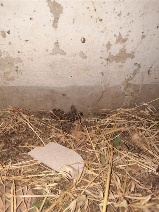 Kız yurdunda çekildiği söylenen görüntüler vahim Kız yurdunda çekildiği söylenen görüntüler vahim