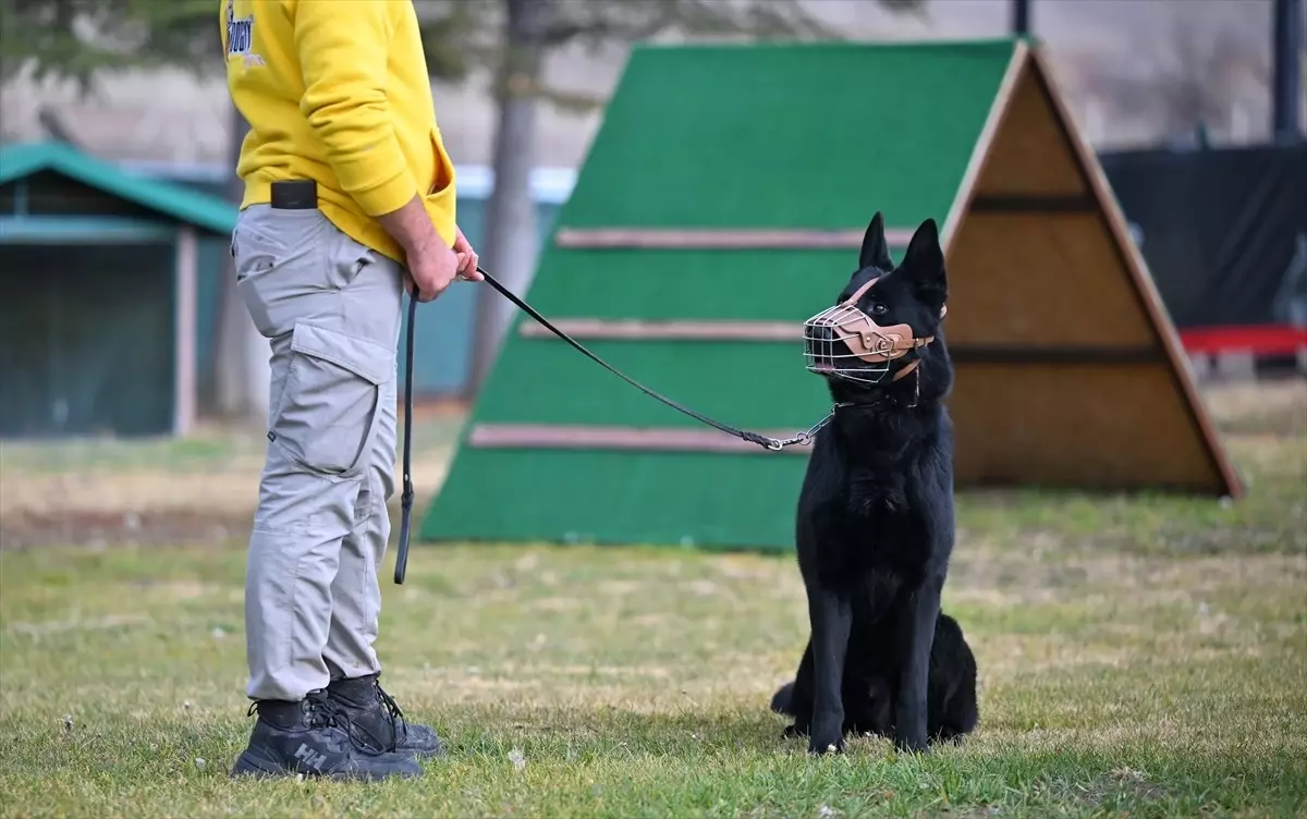 Köpek Eğitimi ve Sorumluluk Vurgusu